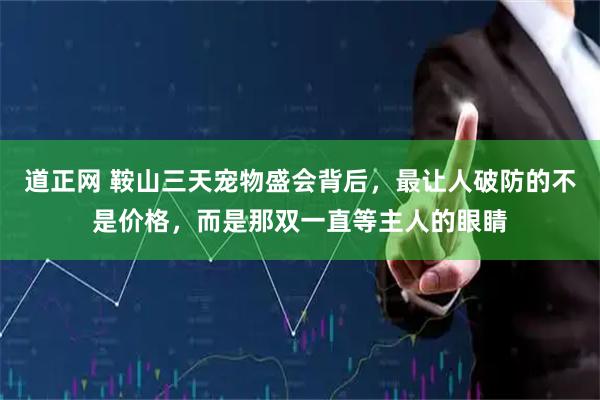道正网 鞍山三天宠物盛会背后,最让人破防的不是价格,而是那双一直等主人的眼睛