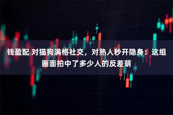 钱盈配 对猫狗满格社交，对熟人秒开隐身：这组画面拍中了多少人的反差萌
